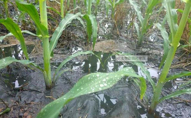 高温连续降雨过后玉米田管理措施